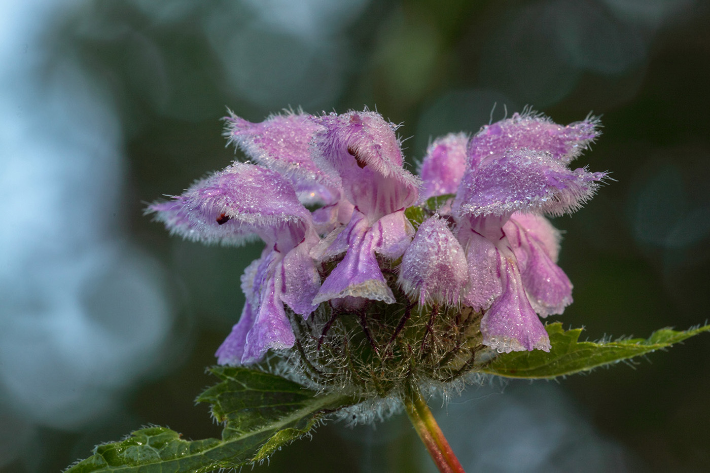 Image of Phlomoides tuberosa specimen.