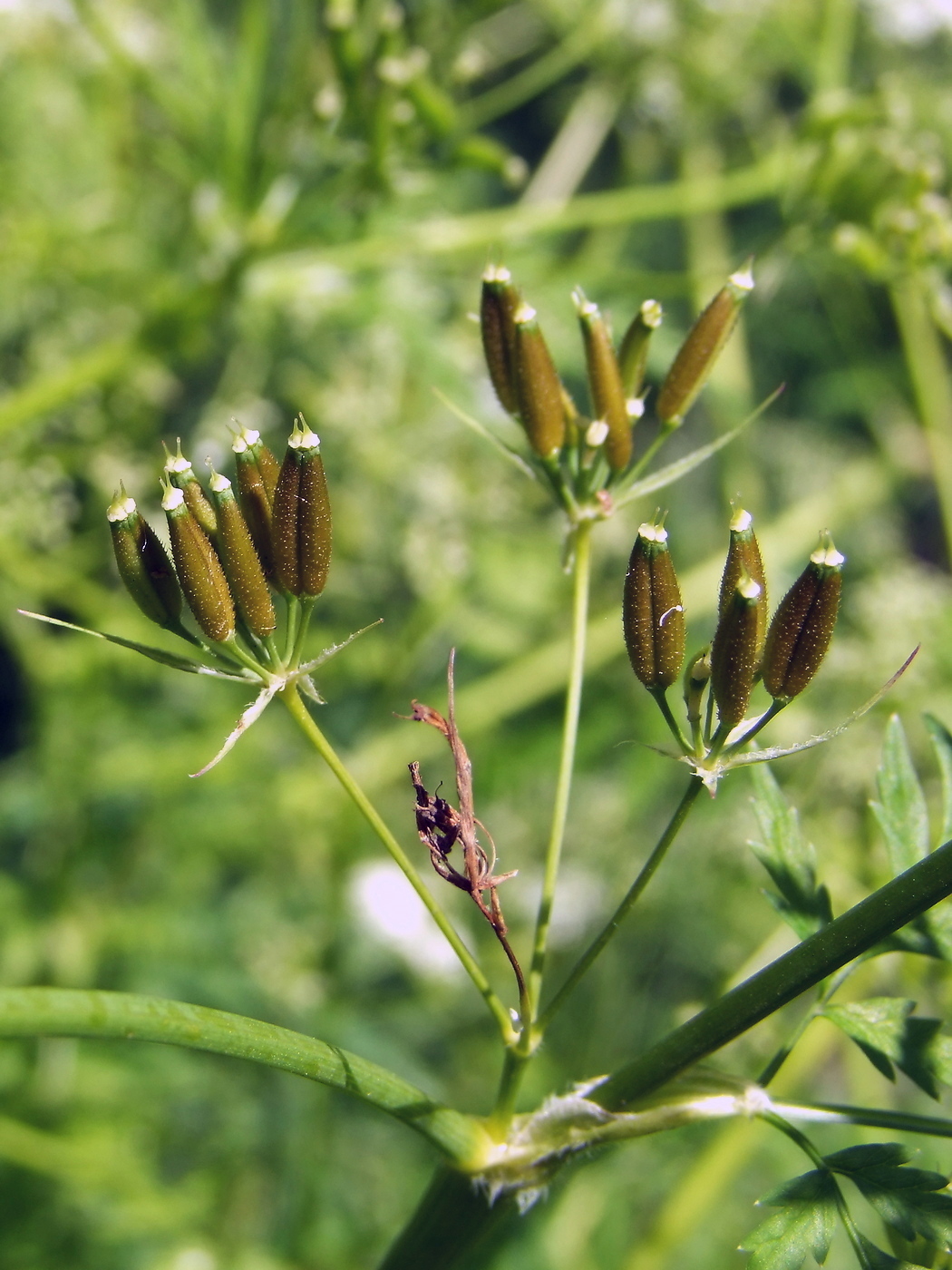 Изображение особи Anthriscus sylvestris.