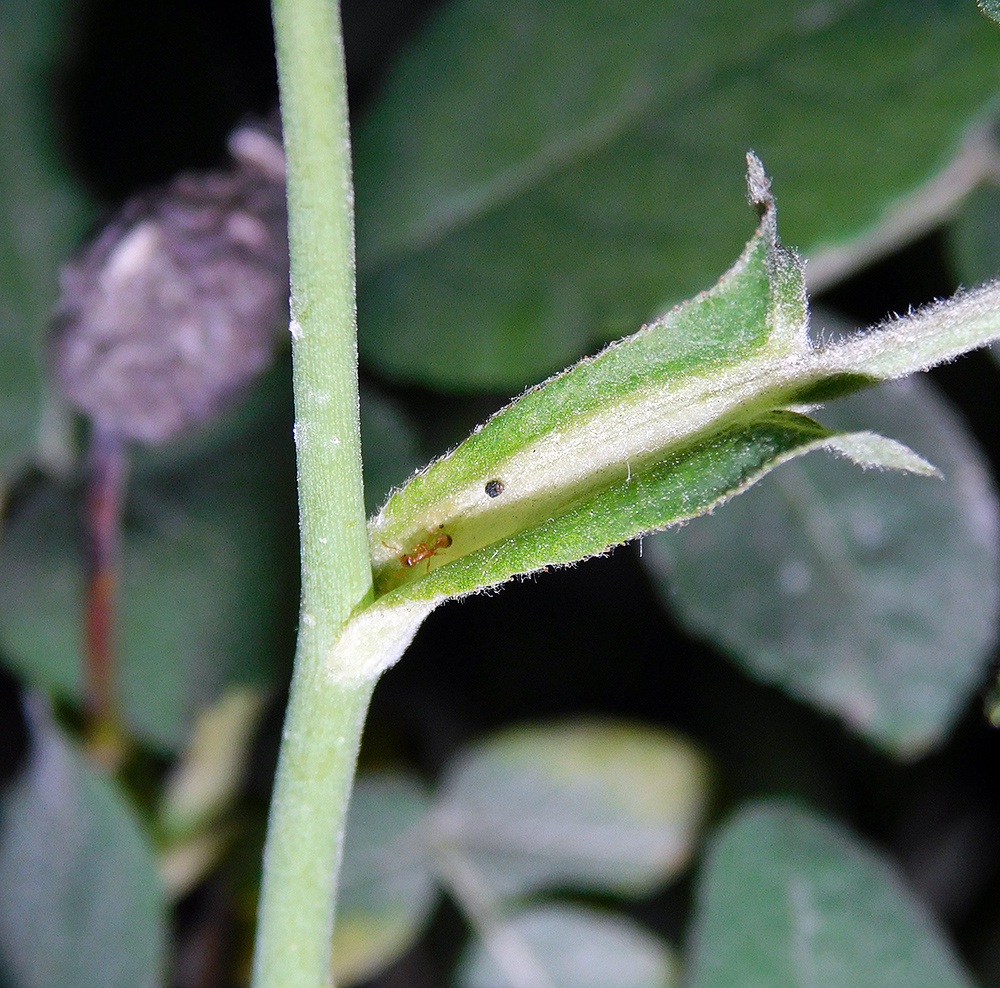 Image of Rosa corymbifera var. tomentosa specimen.