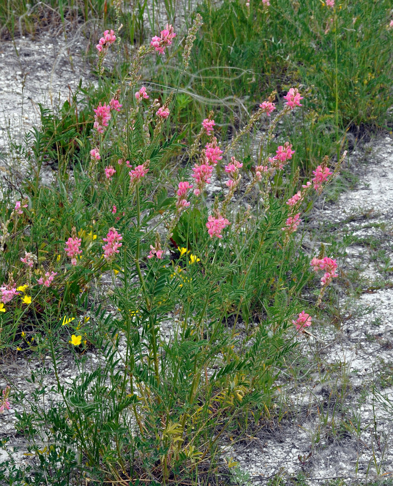 Image of Onobrychis arenaria specimen.