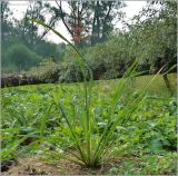 Zizania aquatica