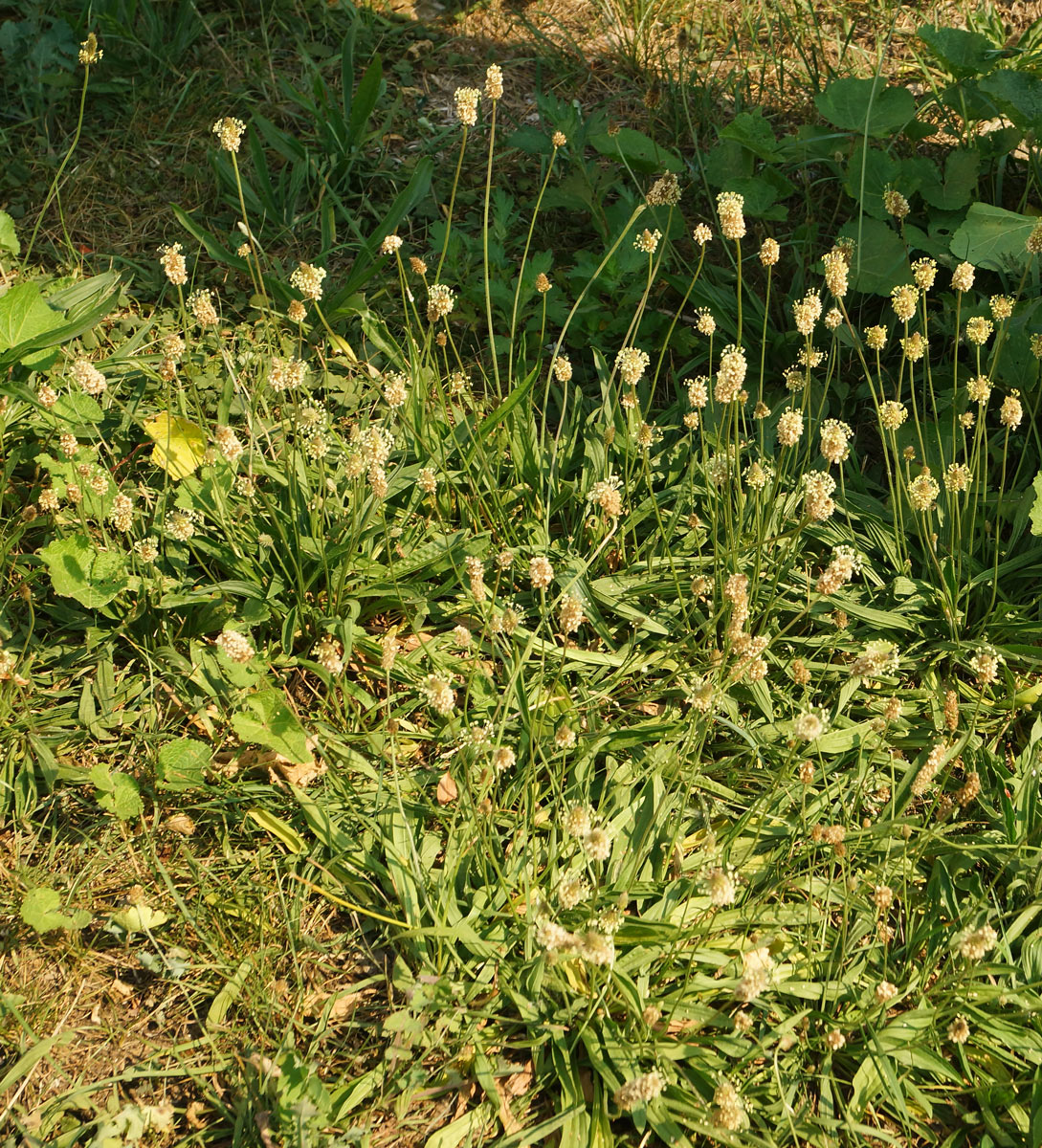Image of Plantago lanceolata specimen.