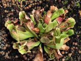 Sarracenia purpurea