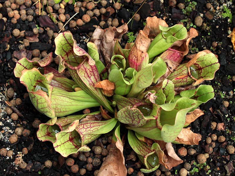 Image of Sarracenia purpurea specimen.