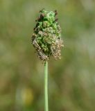 Poterium sanguisorba