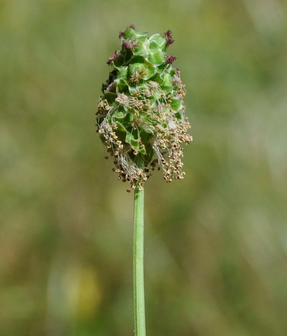 Изображение особи Poterium sanguisorba.
