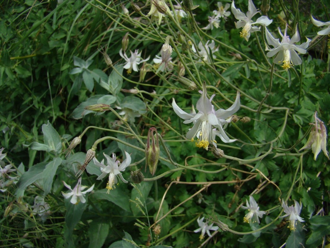 Image of Aquilegia darwasi specimen.