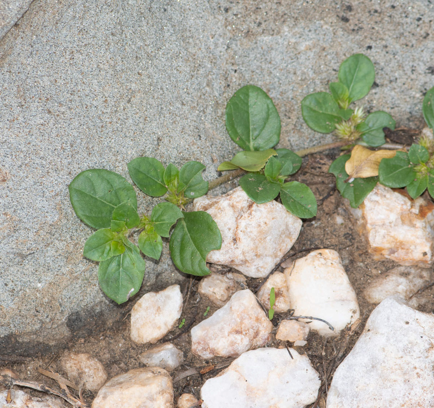 Изображение особи Alternanthera pungens.