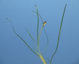 Ruppia spiralis