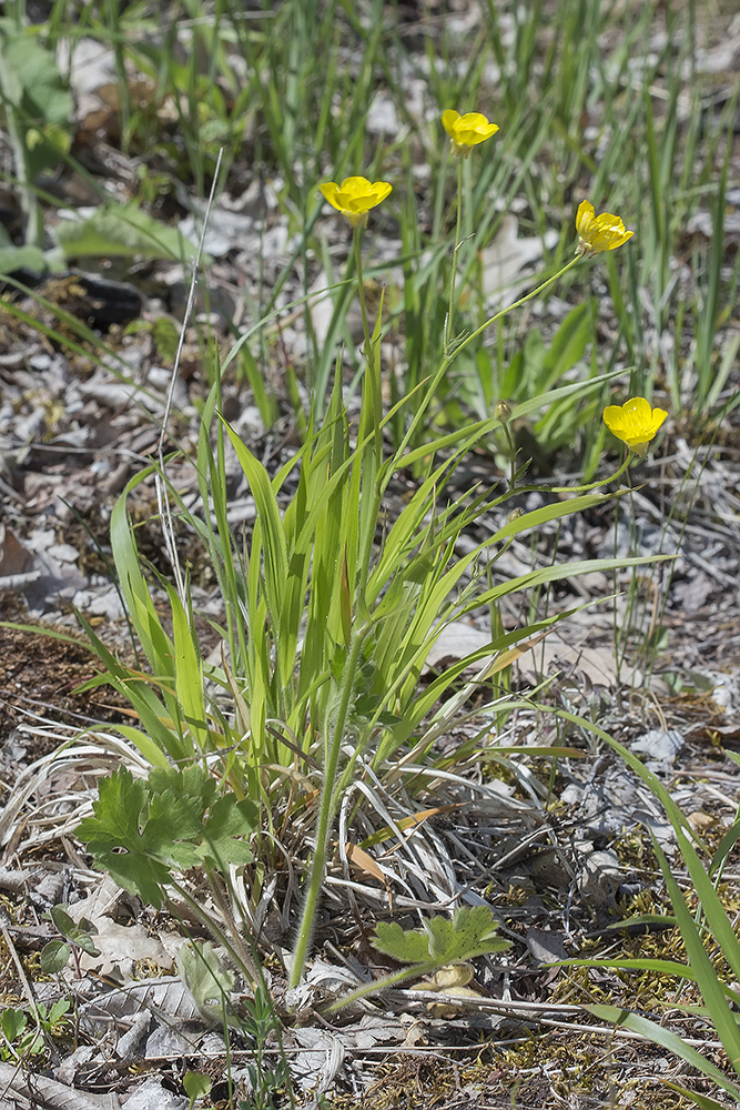 Изображение особи Ranunculus neapolitanus.