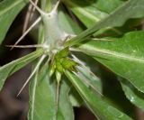 Pachypodium saundersii