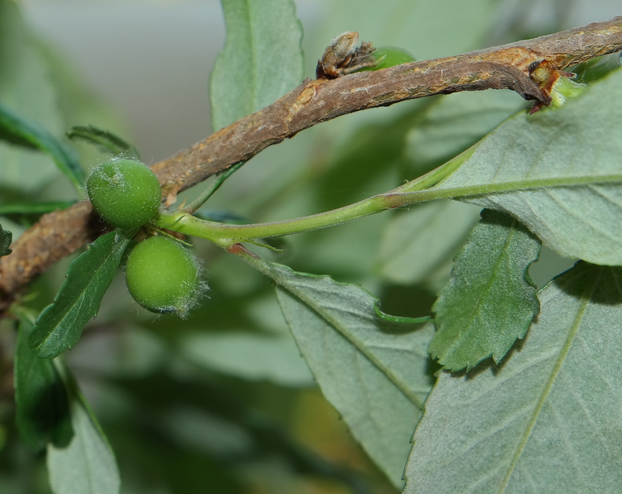 Изображение особи Cerasus incana.