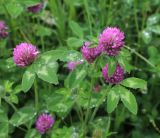 Trifolium pratense. Верхушки цветущих побегов. Приморский край, Шкотовский р-н, с. Анисимовка, придорожная лужайка. 18.06.2020.
