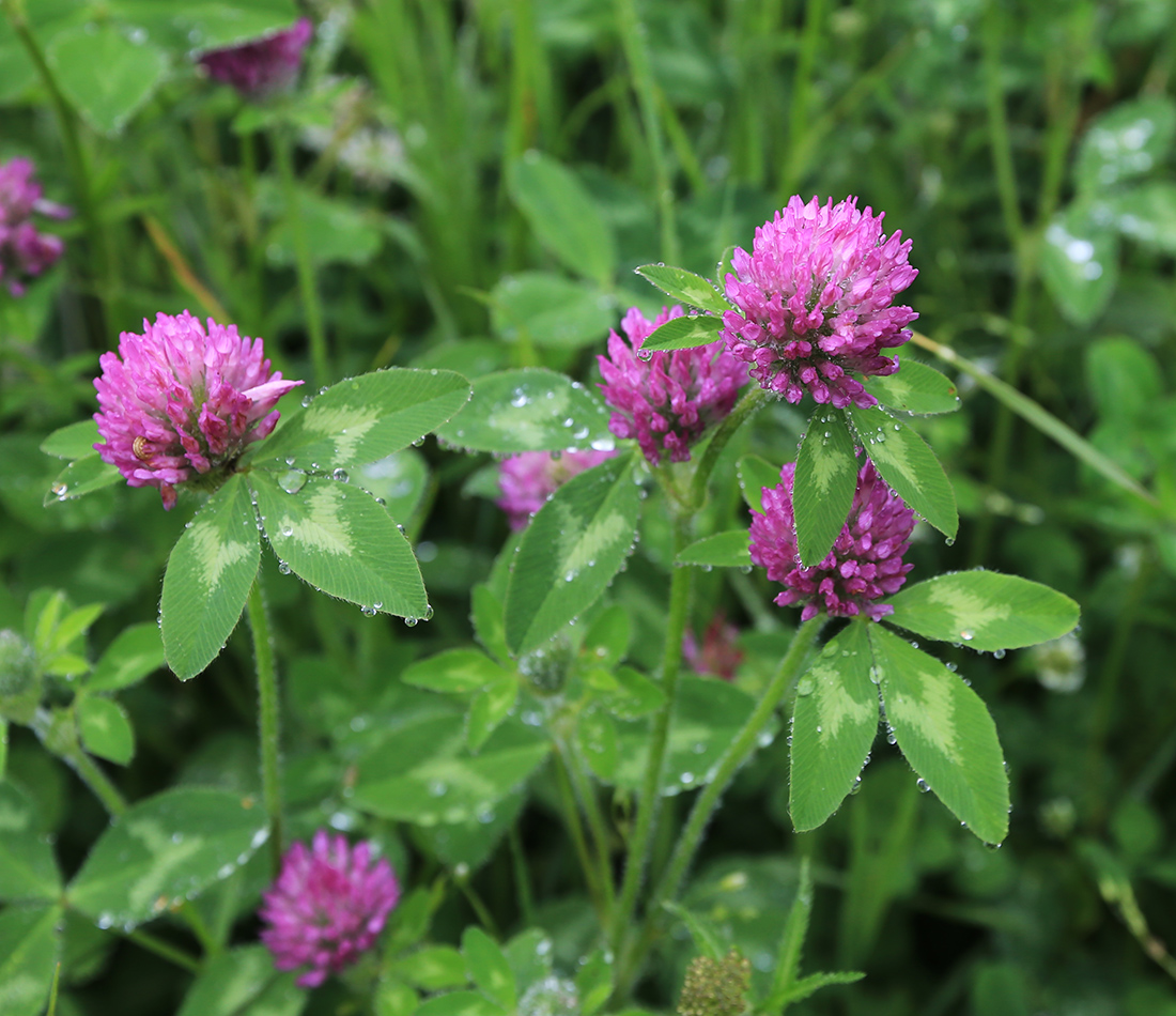 Изображение особи Trifolium pratense.