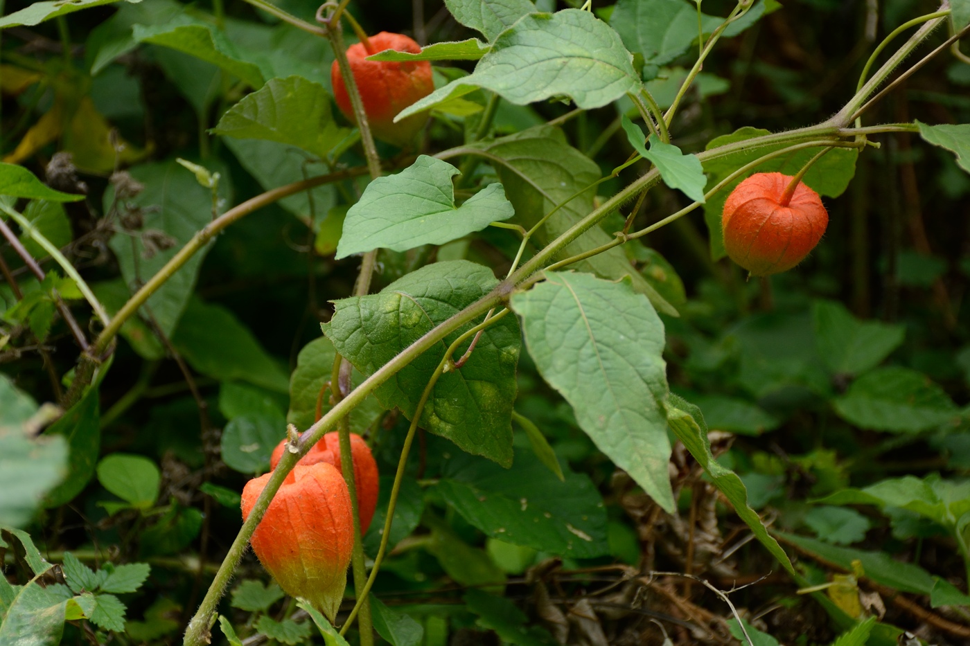 Image of Alkekengi officinarum specimen.