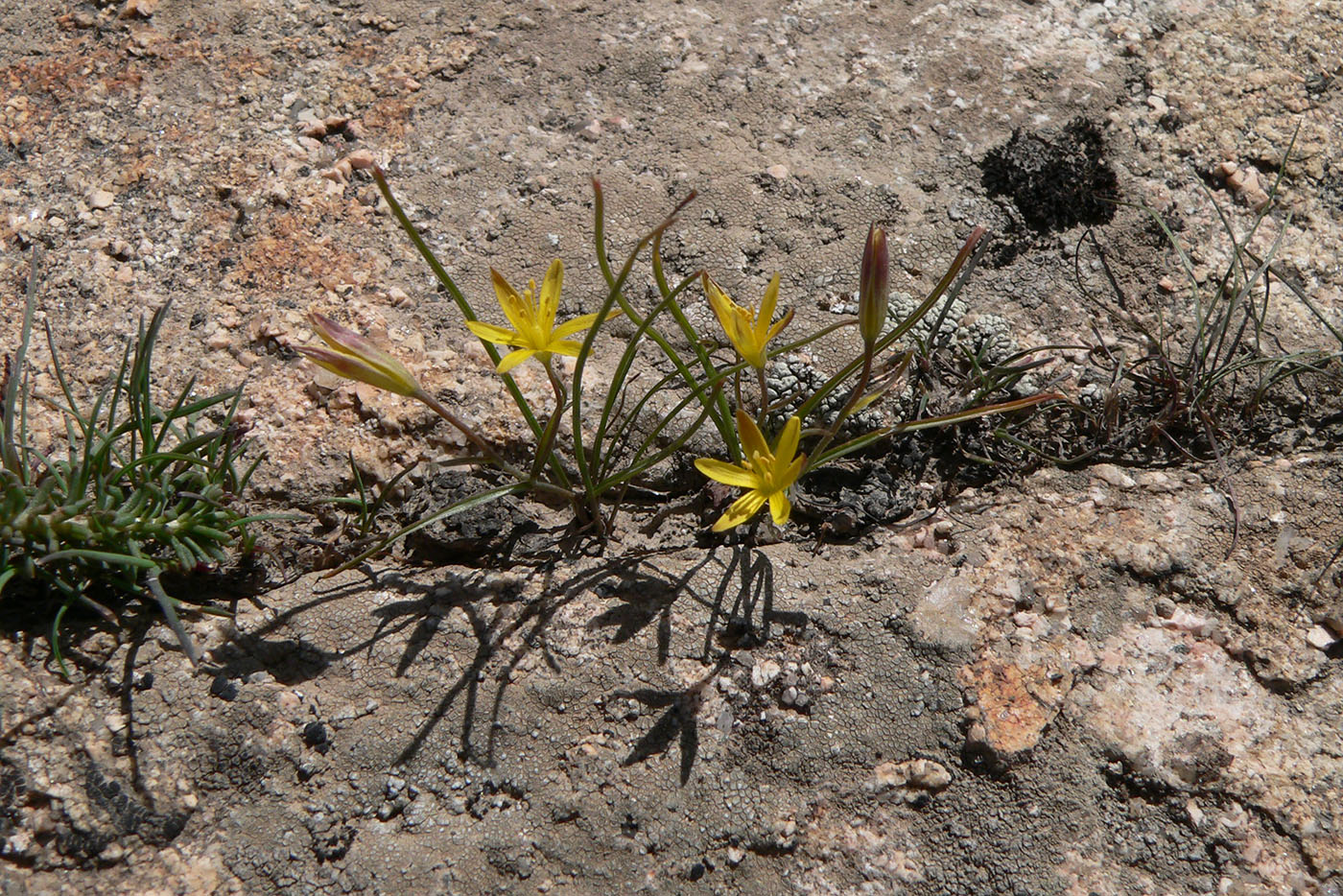 Image of genus Gagea specimen.