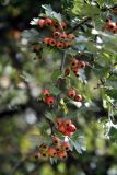 Crataegus pseudoheterophylla