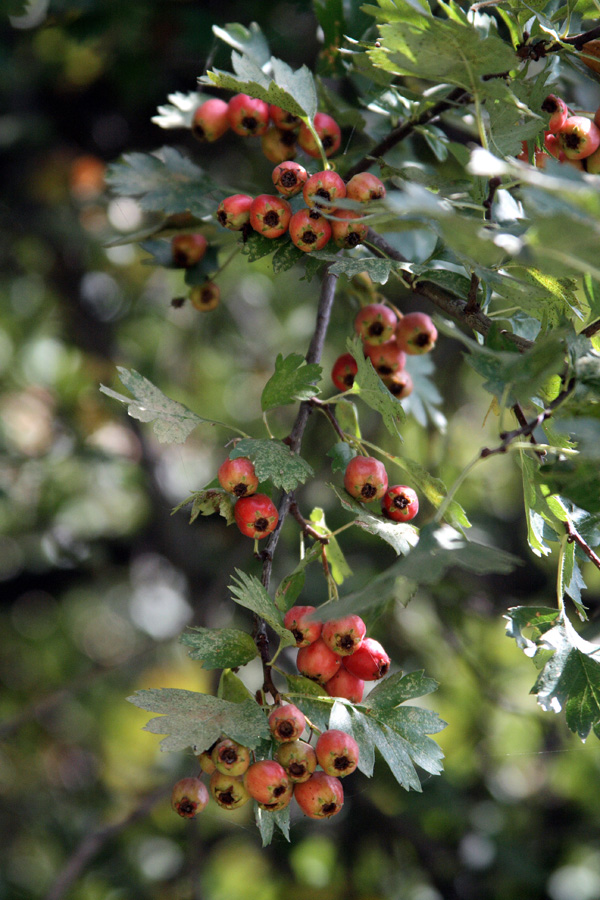 Image of Crataegus pseudoheterophylla specimen.