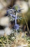 Eryngium bourgatii