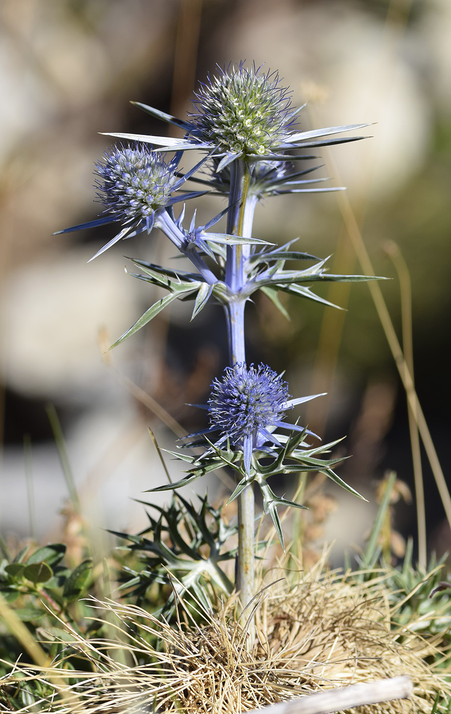 Изображение особи Eryngium bourgatii.