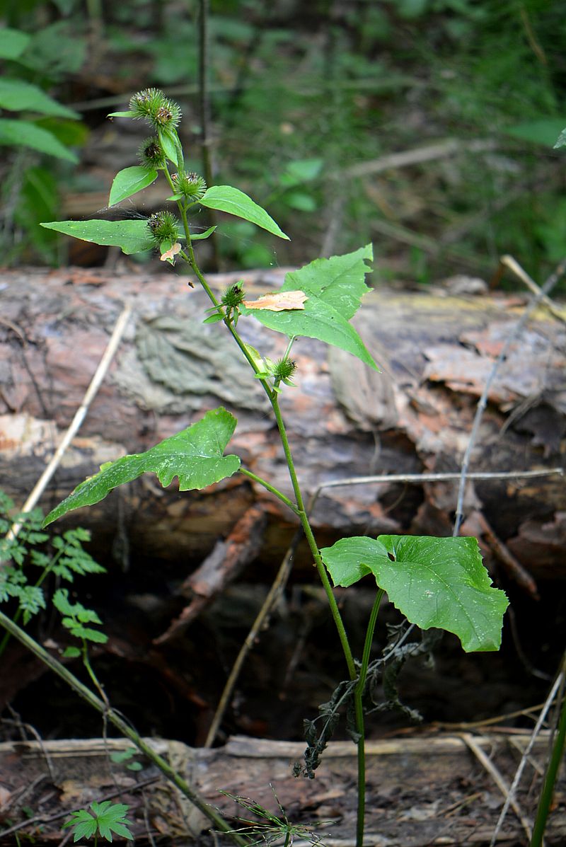 Image of Arctium minus specimen.