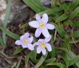 Xerophyta humilis. Цветки. Намибия, регион Khoma, ок. 40 км западнее г. Виндхук, \"Eagle Rock Guest Farm\"; плато Khomas, ок. 1900 м н. у. м., саванновое редколесье. 22.02.2020.