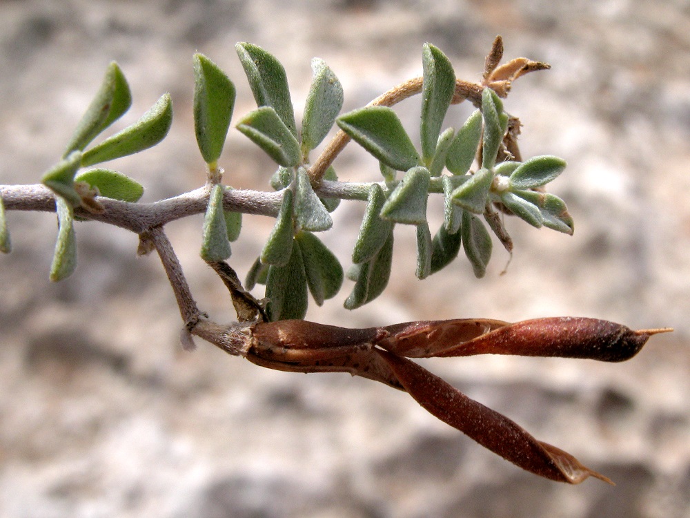 Image of Lotus creticus specimen.