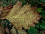 genus Crataegus. Лист в осенней окраске. Московская обл., г. Дубна, лесопарк, окр. пика Тяпкина. 29.09.2020.