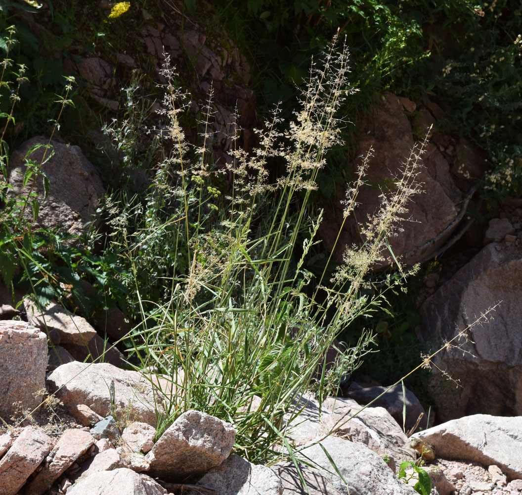 Изображение особи Agrostis stolonifera.