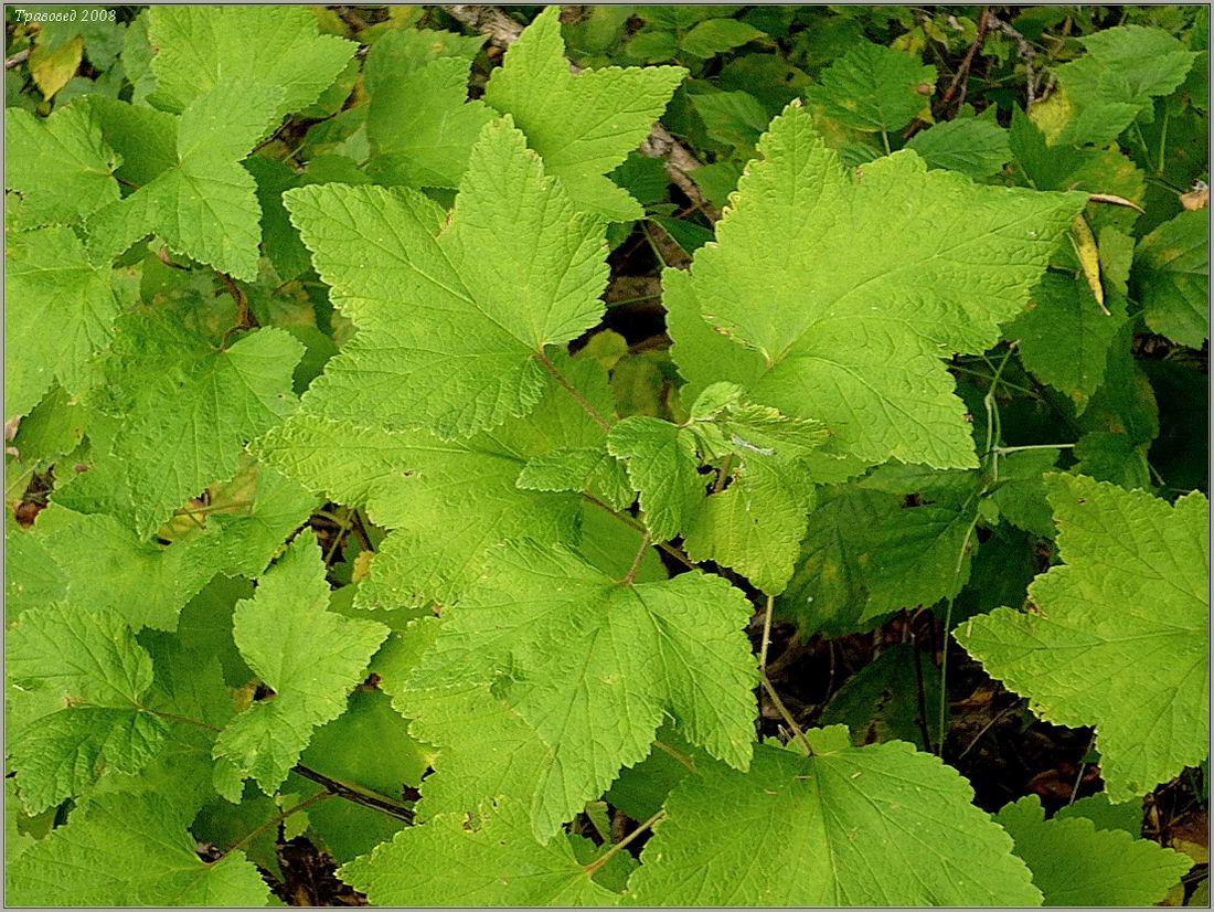 Image of Ribes spicatum specimen.