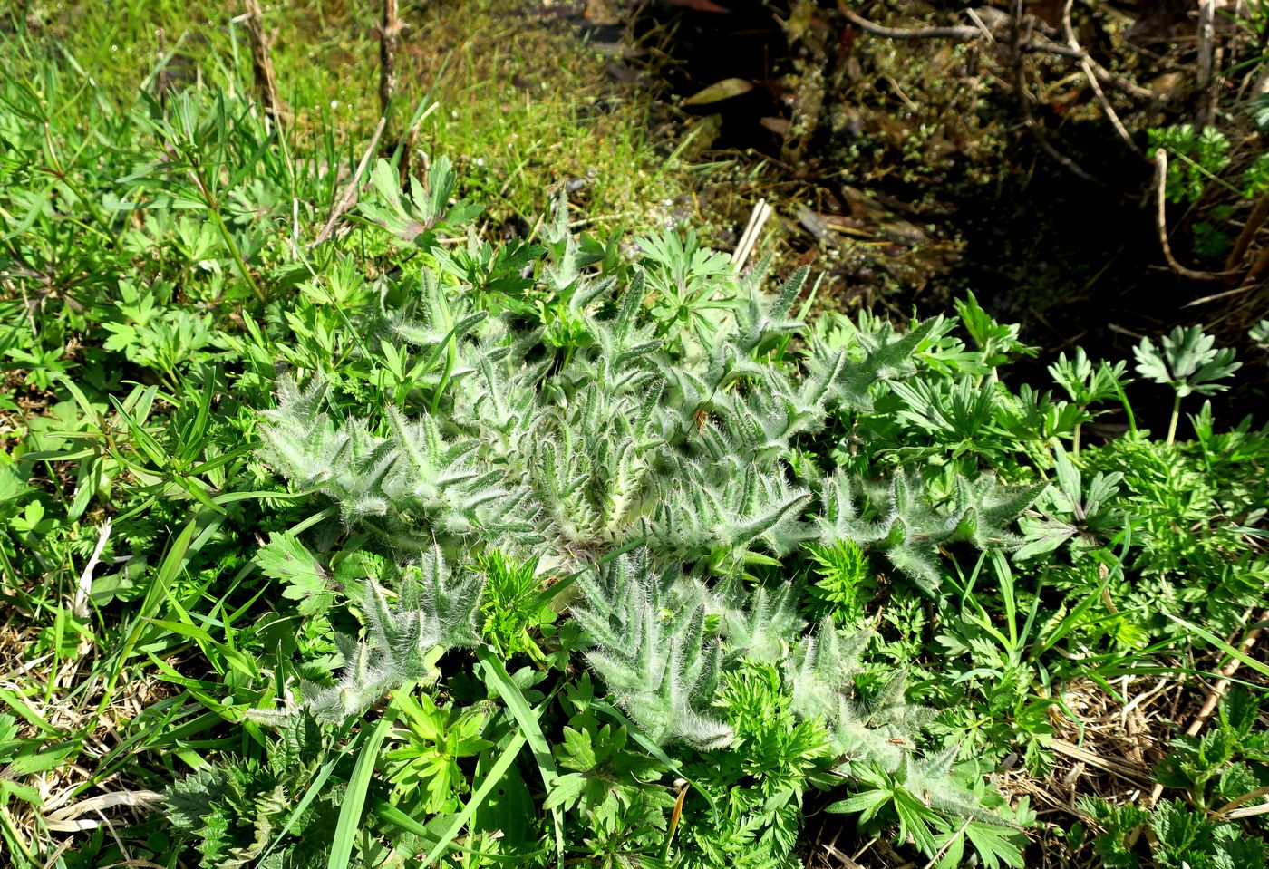 Изображение особи Cirsium vulgare.