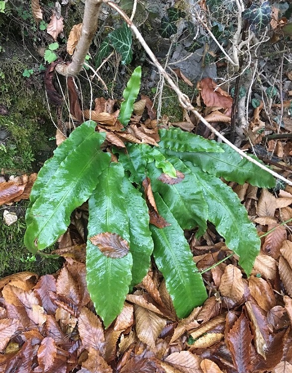 Изображение особи Phyllitis scolopendrium.