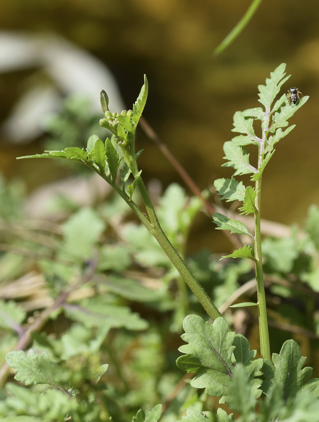 Изображение особи Rorippa sylvestris.