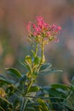 Centranthus ruber