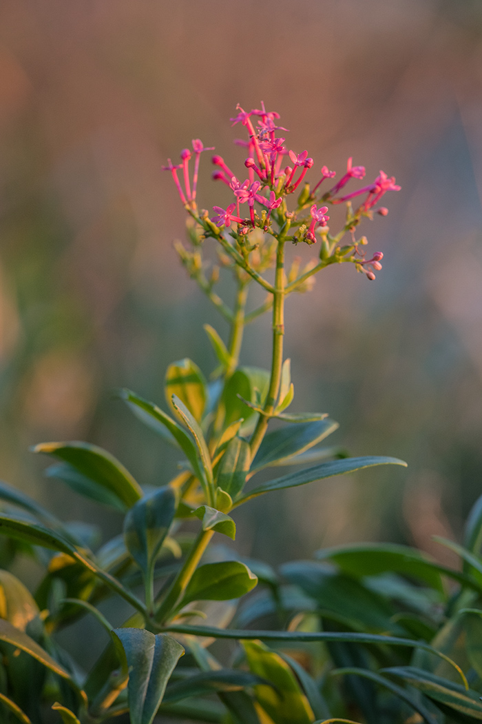 Image of Centranthus ruber specimen.