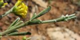 Anthyllis hermanniae. Верхушка побега. Греция, о. Родос, фригана севернее мыса Прасониси. 9 мая 2011 г.
