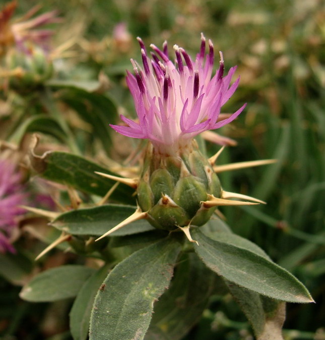 Image of Centaurea iberica specimen.