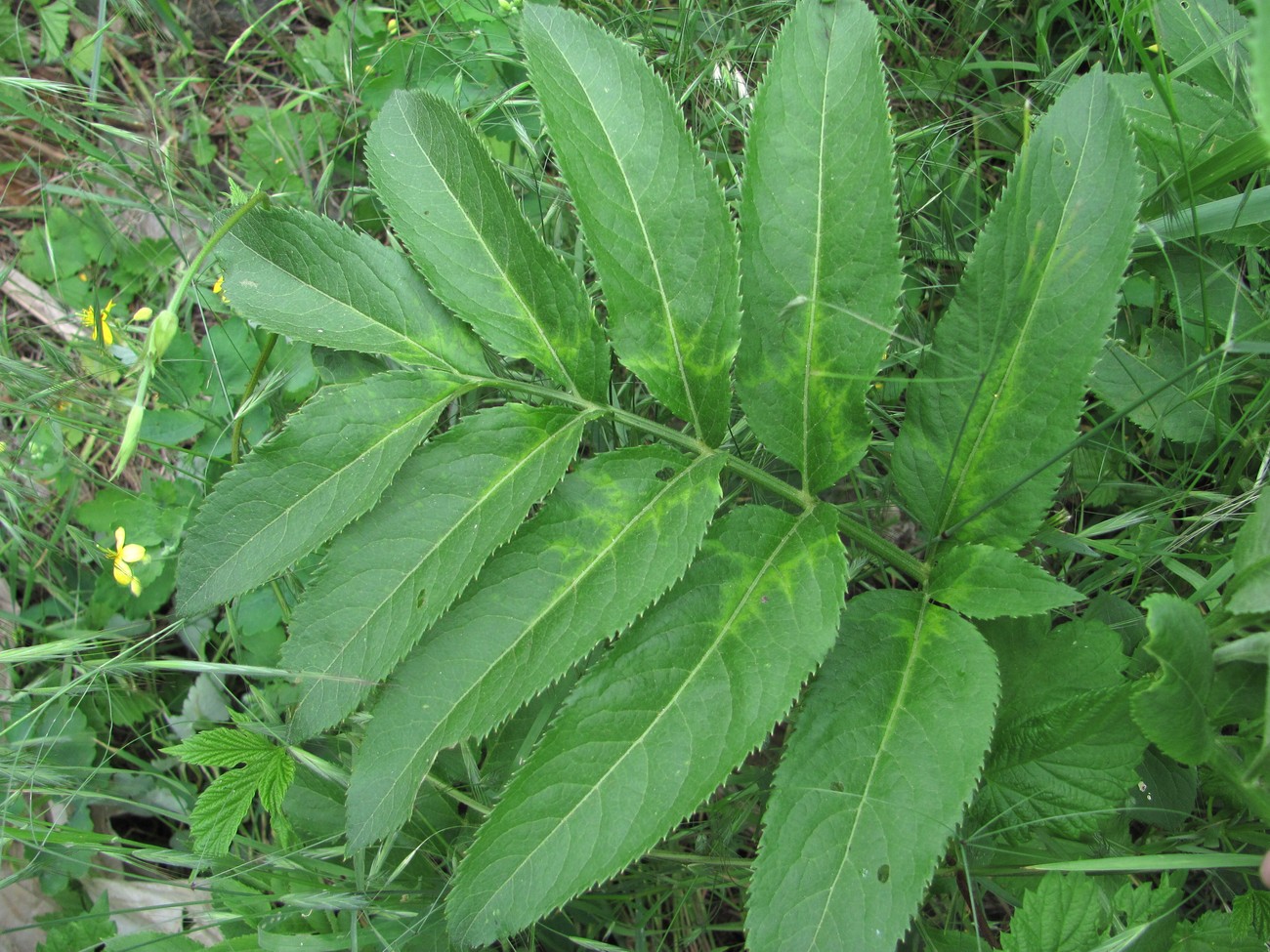 Image of Sambucus ebulus specimen.