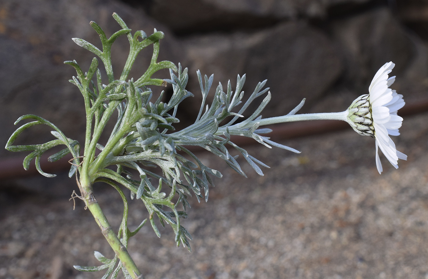 Image of Rhodanthemum hosmariense specimen.