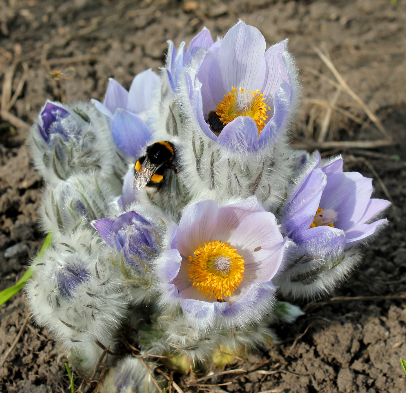 Image of Pulsatilla taurica specimen.