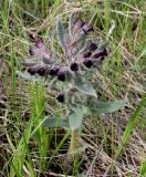 Nonea rossica