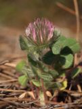 Trifolium hirtum. Цветущее растение. Южный берег Крыма, окр. с. Морское, сланцевый склон между дорогой и посадками сосен. 15 мая 2021 г.