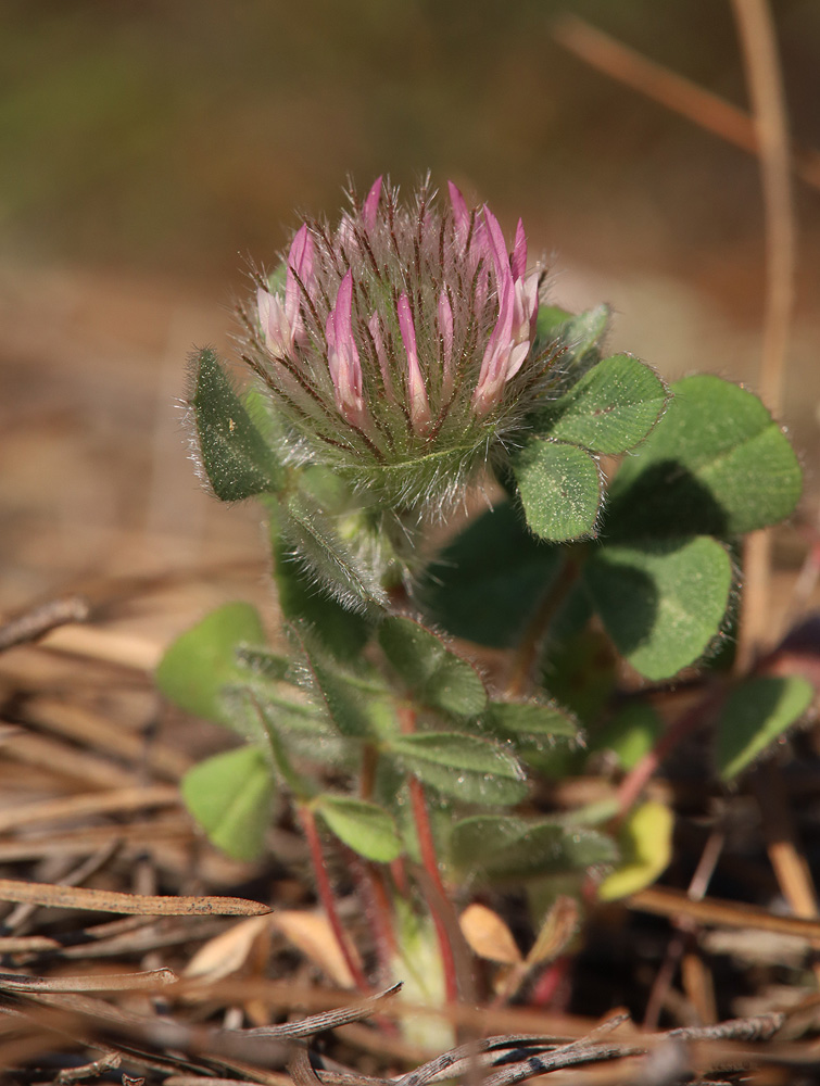 Изображение особи Trifolium hirtum.