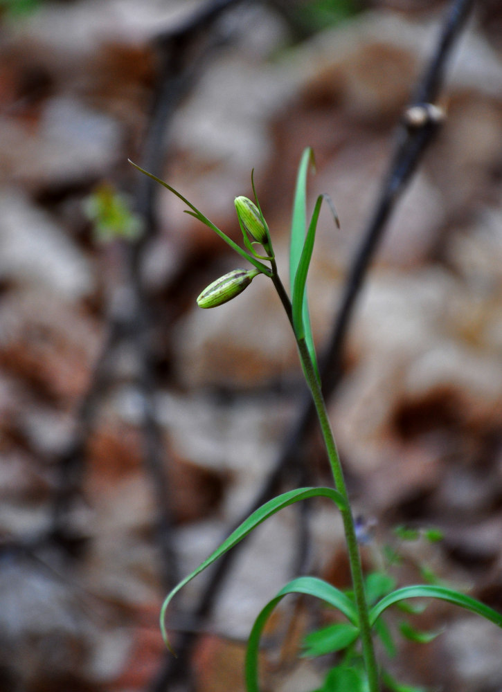 Image of Fritillaria ruthenica specimen.