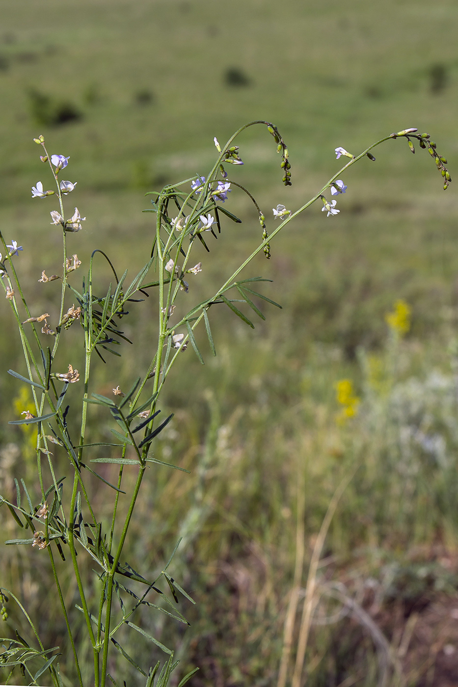 Изображение особи Astragalus austriacus.