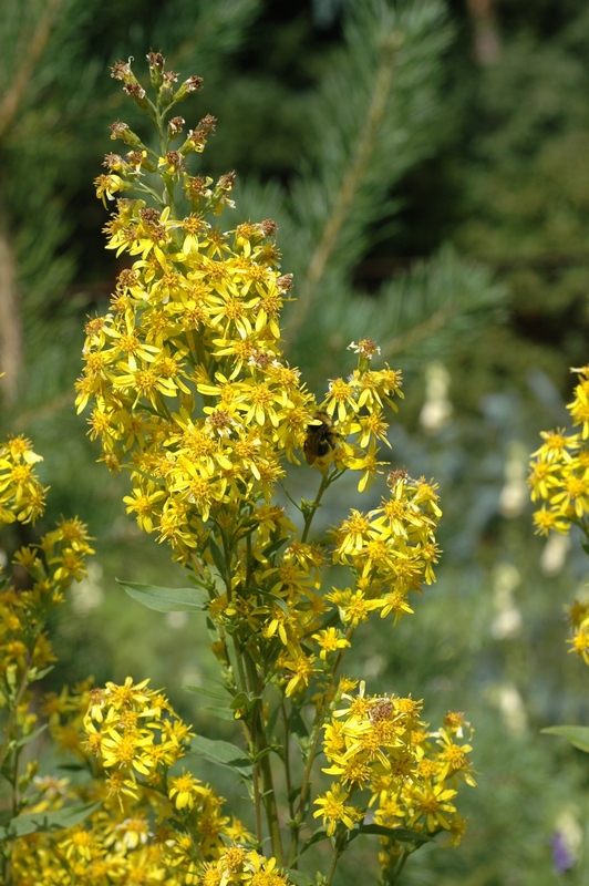 Изображение особи Solidago virgaurea.