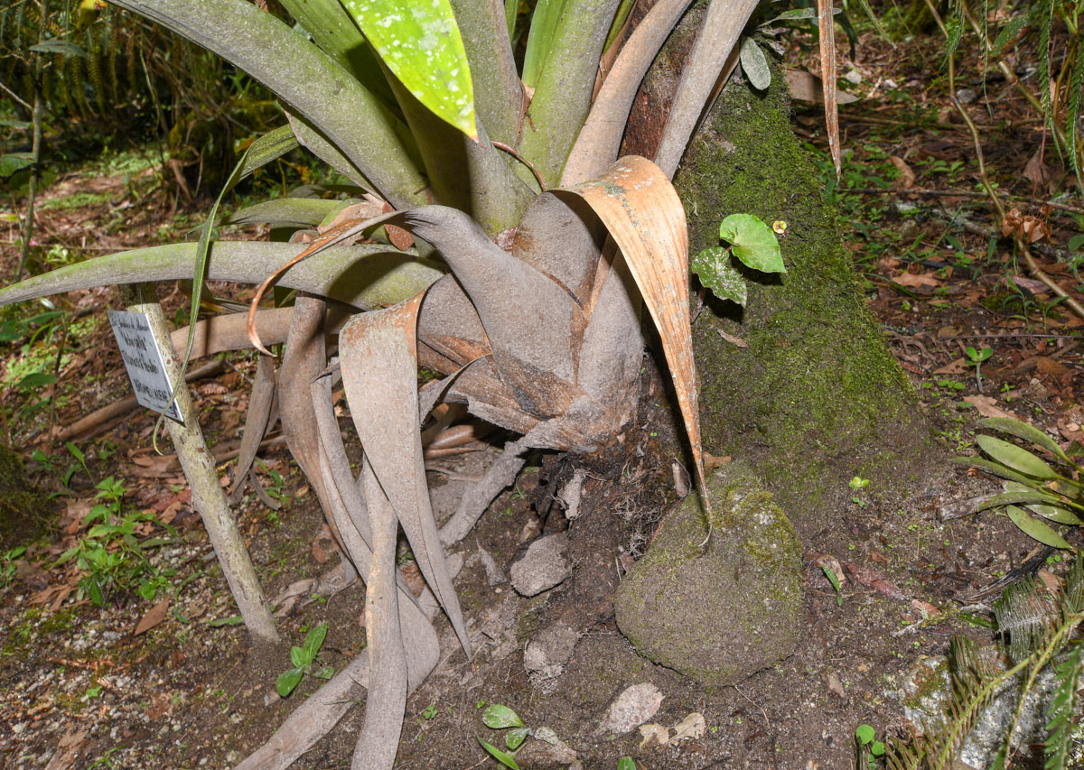 Image of Tillandsia fendleri specimen.