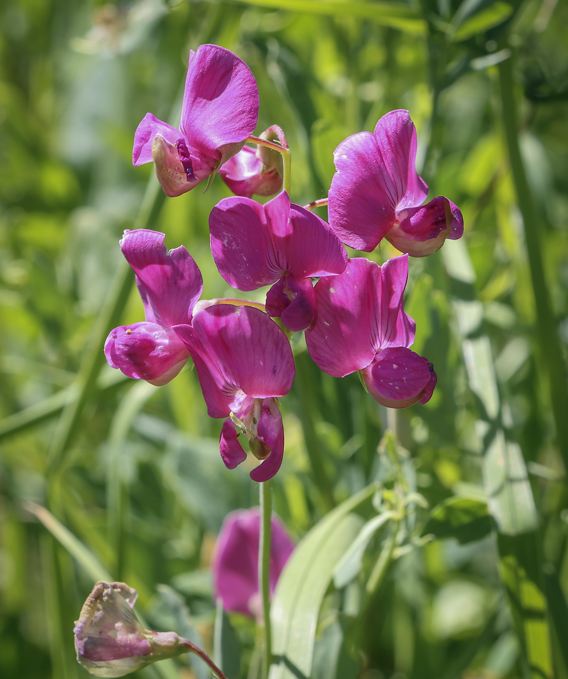 Image of Lathyrus tuberosus specimen.