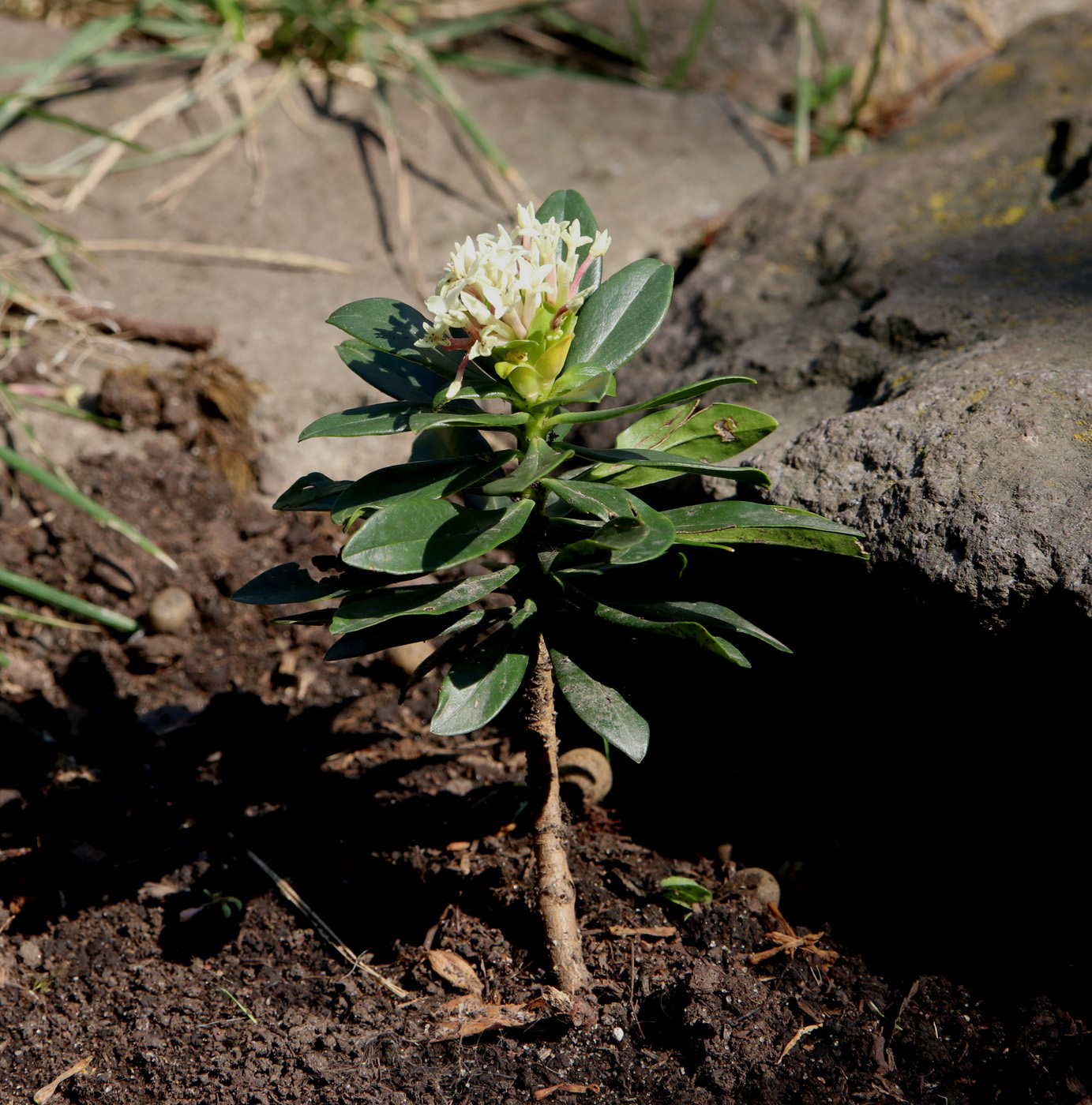 Image of Daphne glomerata specimen.