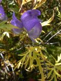 род Aconitum